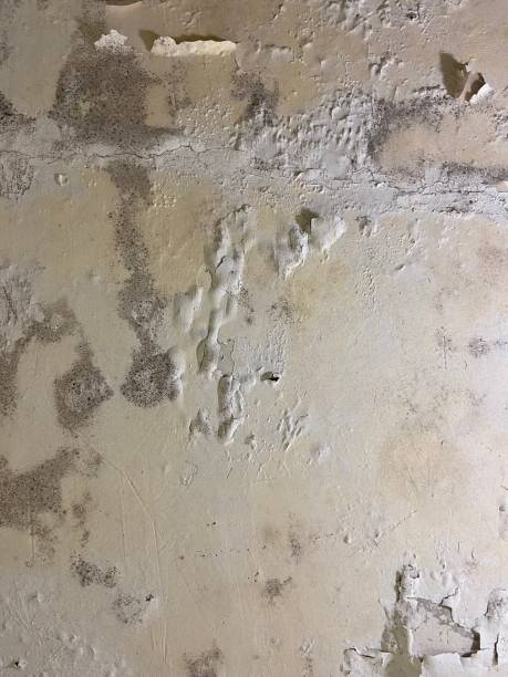 Best Certified Mold Removal  in Sutter, CA