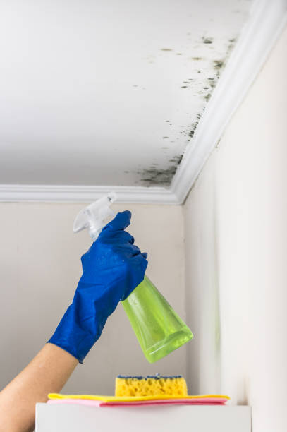 Best Residential Mold Removal  in Sutter, CA