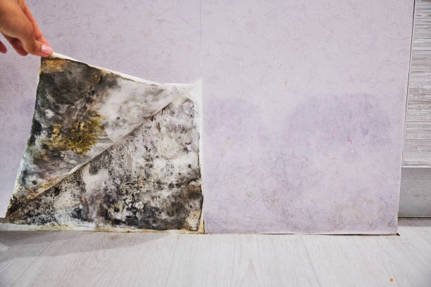 Best Mold Damage Repair  in Sutter, CA